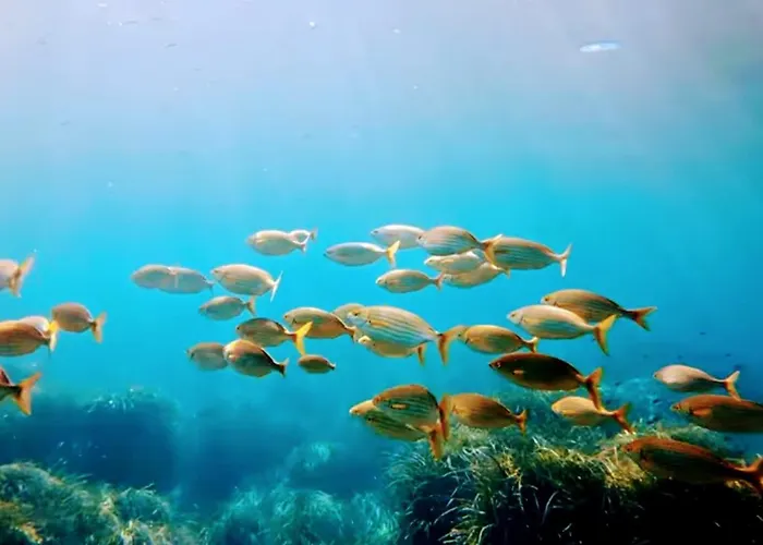Azurea Esterel Vue Piscine Chauffee Saint-Raphaël